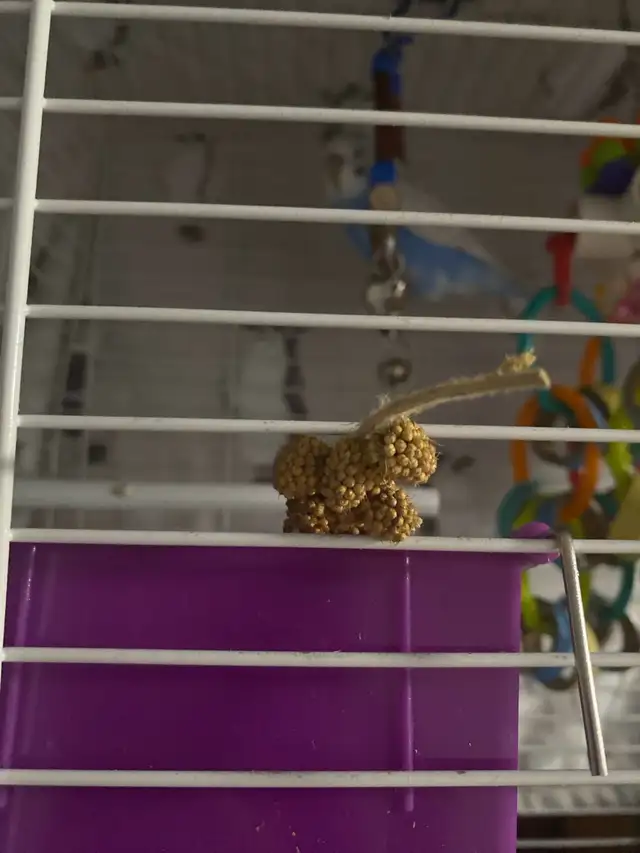 Blue/White Budgie - Photo 3