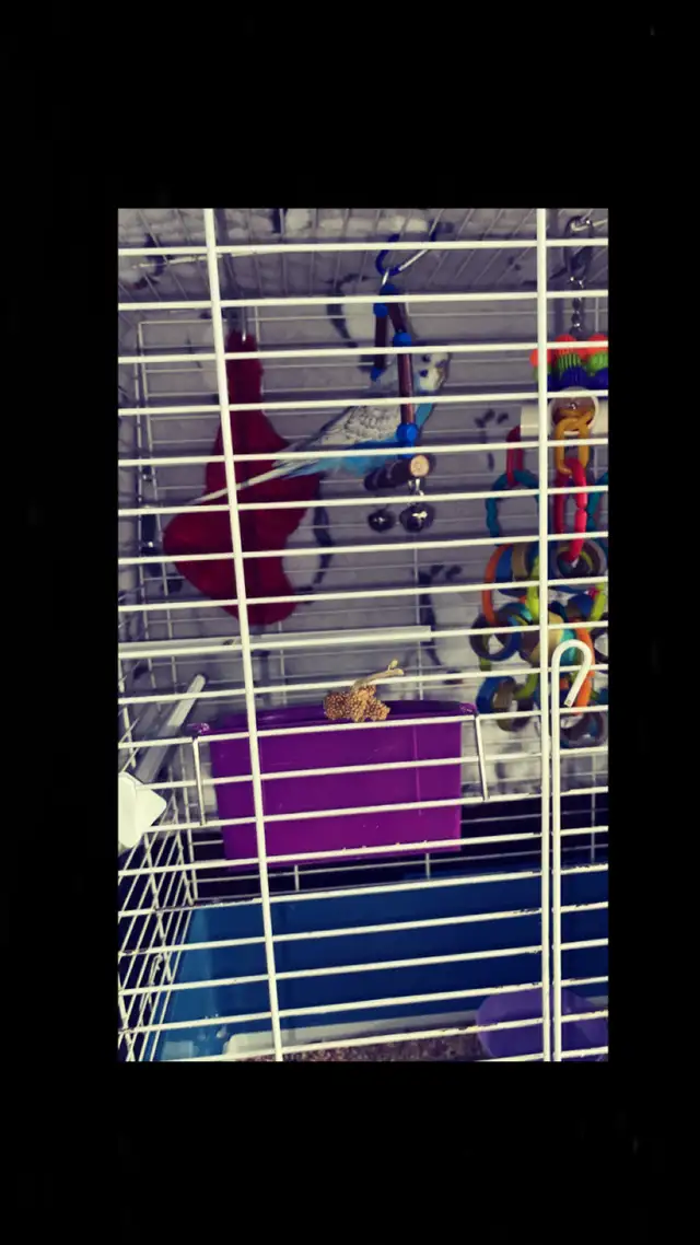 Blue/White Budgie - Photo 4