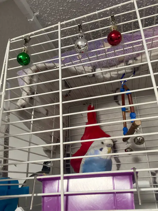 Blue/White Budgie - Photo 5