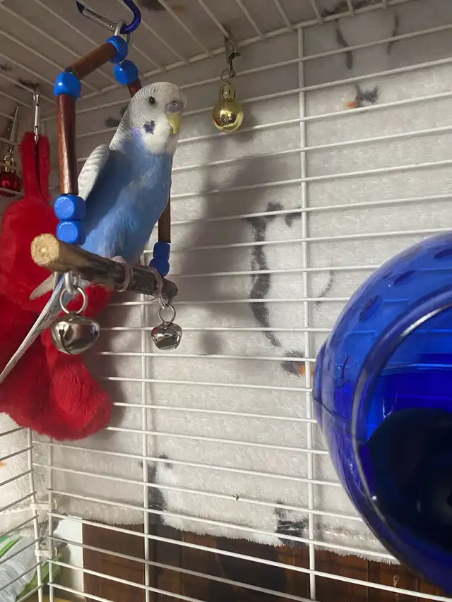 Blue/White Budgie - Photo 6