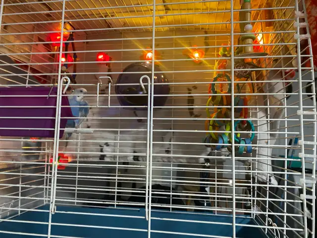 Blue/White Budgie - Photo 7