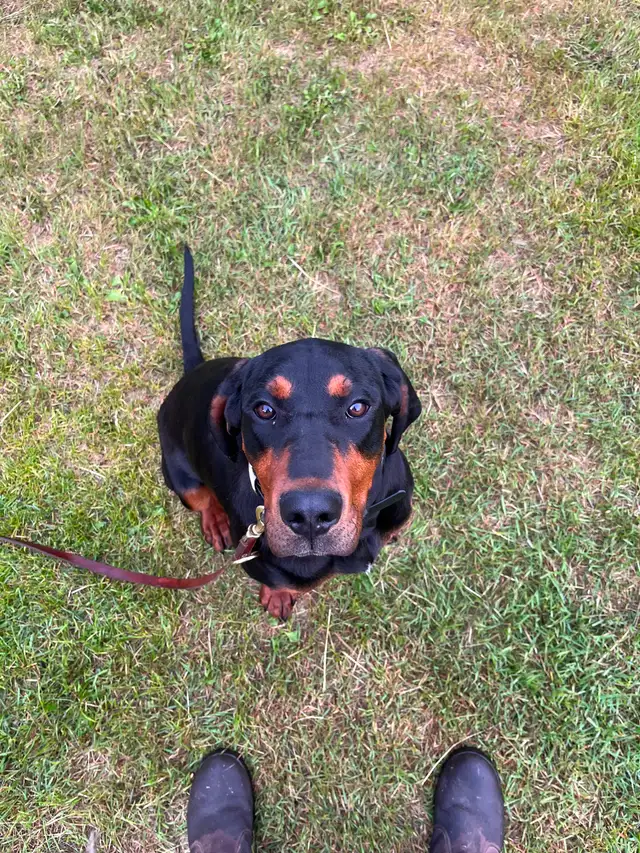 Black and tan coon Hound