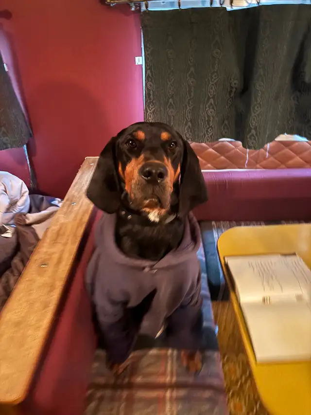 Black and tan coon Hound - Photo 2