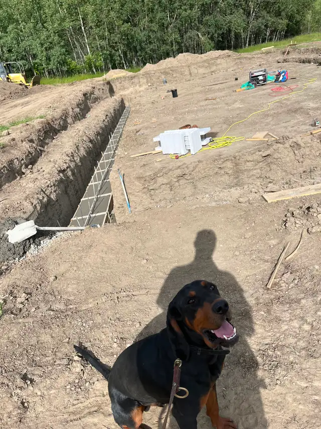 Black and tan coon Hound - Photo 3