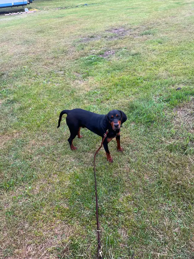 Black and tan coon Hound - Photo 4
