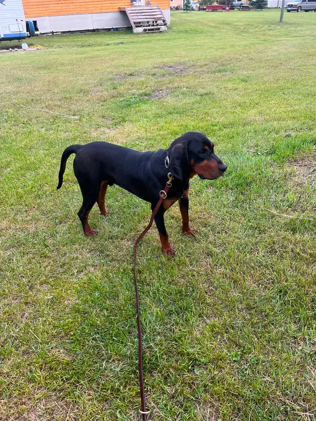 Black and tan coon Hound - Photo 5