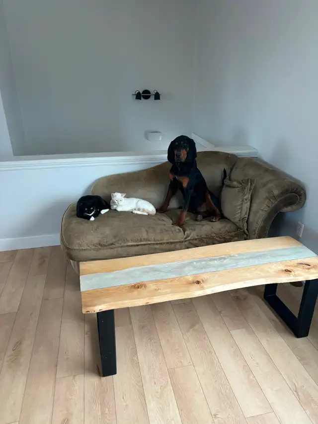 Black and tan coon Hound - Photo 6