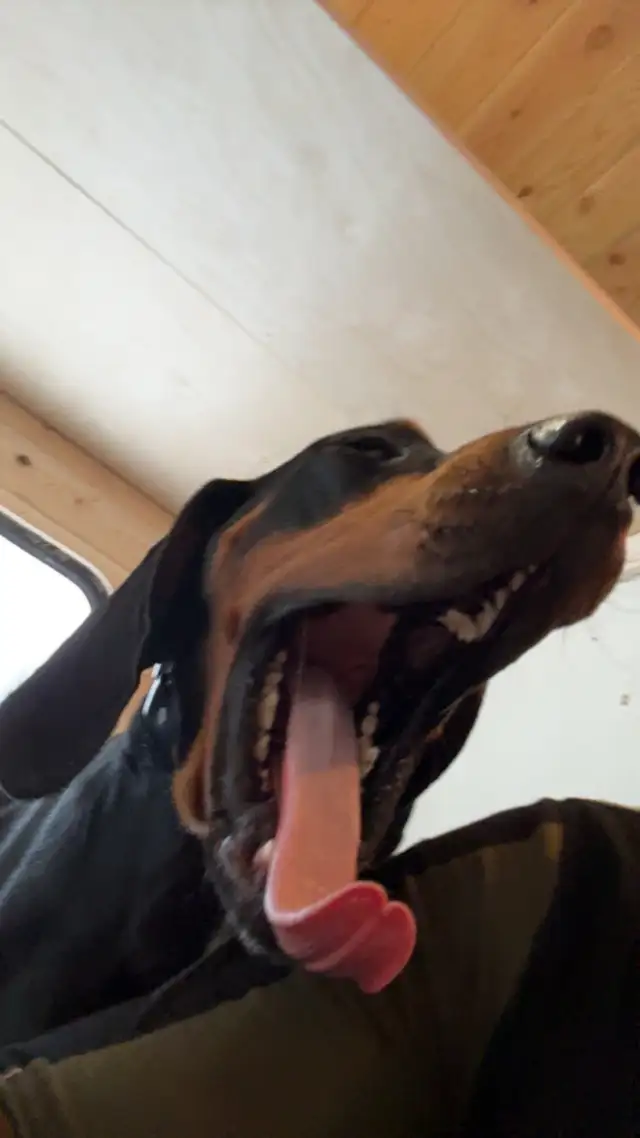 Black and tan coon Hound - Photo 7