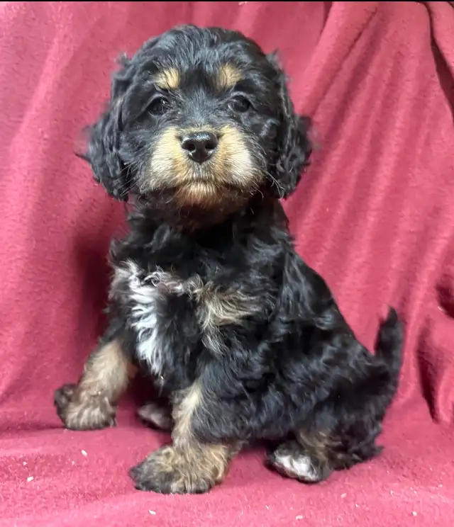 cockalier female puppy   ❤️❤️❤️❤️