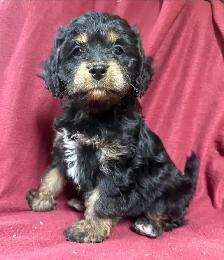 cockalier female puppy   ❤️❤️❤️❤️