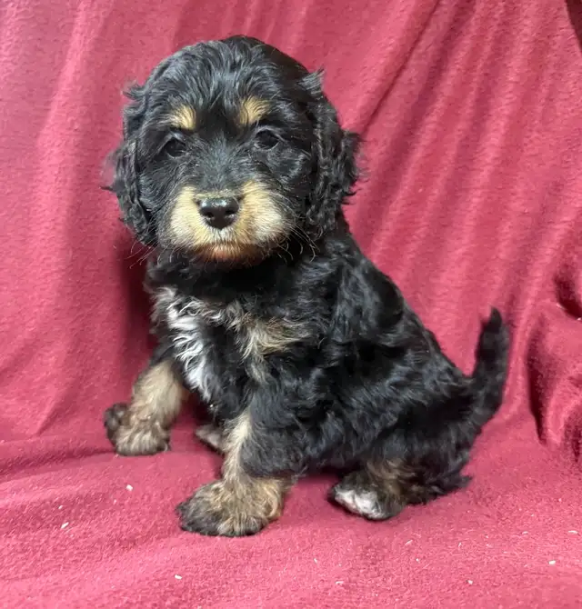 cockalier female puppy   ❤️❤️❤️❤️ - Photo 2