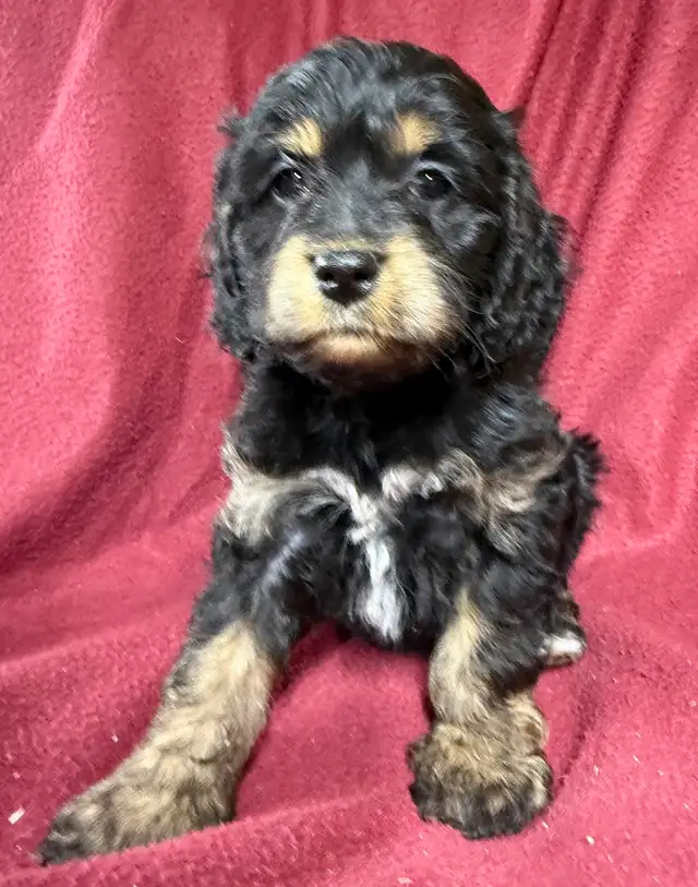 cockalier female puppy   ❤️❤️❤️❤️ - Photo 3