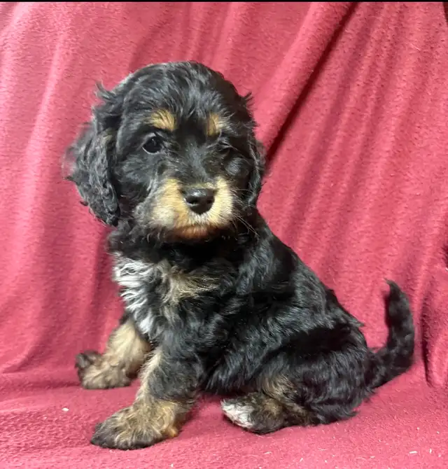 cockalier female puppy   ❤️❤️❤️❤️ - Photo 4