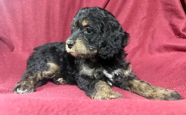 cockalier female puppy   ❤️❤️❤️❤️ - Photo 5