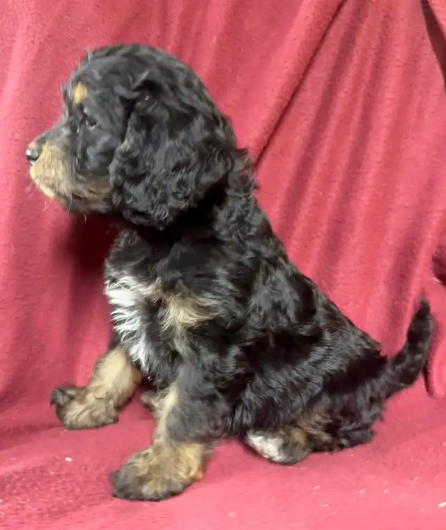 cockalier female puppy   ❤️❤️❤️❤️ - Photo 6