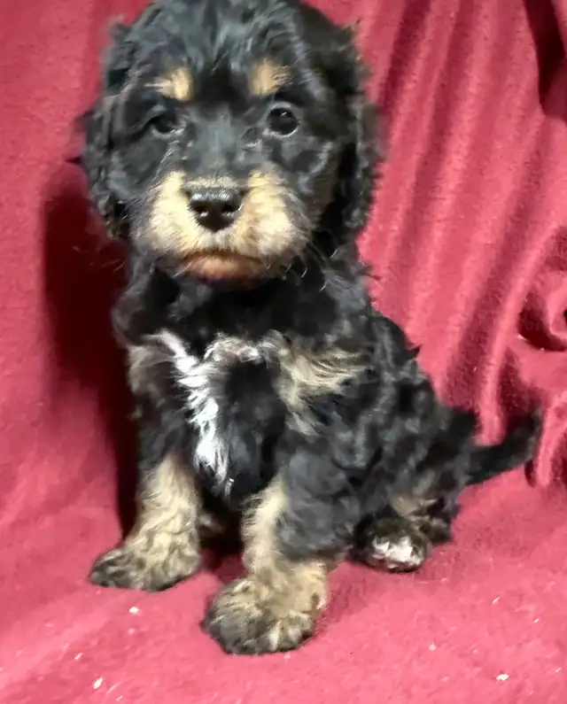 cockalier female puppy   ❤️❤️❤️❤️ - Photo 7