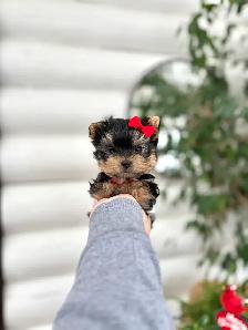 Tiny Yorkie puppies