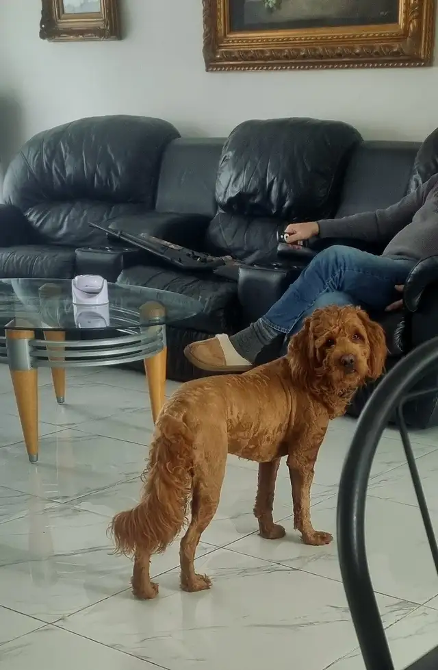 Chiot goldendoodle mâle va avoir 1 ans