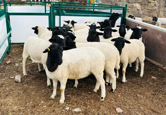 Dorper ram/ewe lambs sheep