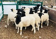 Dorper ram/ewe lambs sheep