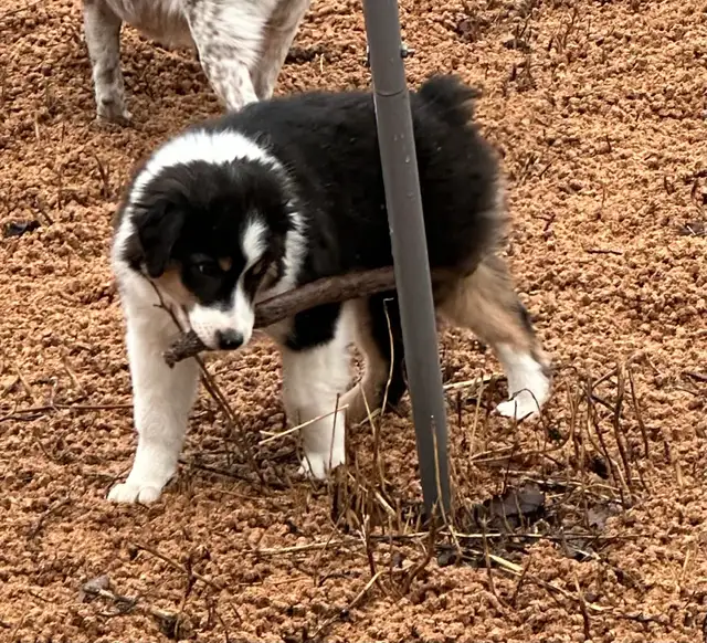 CKC Miniature American Shepherd  (Mini Aussie)