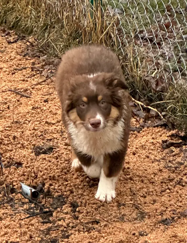 CKC Miniature American Shepherd  (Mini Aussie) - Photo 2