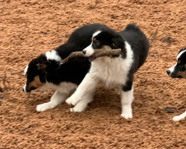 CKC Miniature American Shepherd  (Mini Aussie) - Photo 3