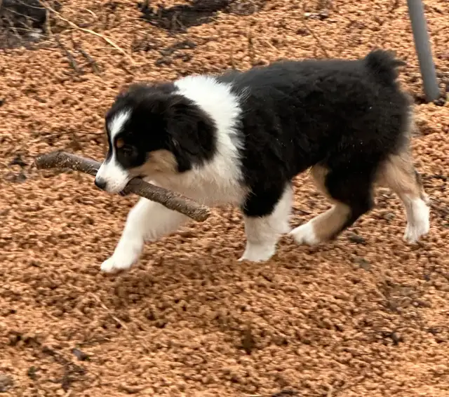 CKC Miniature American Shepherd  (Mini Aussie) - Photo 4