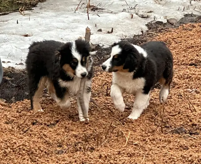 CKC Miniature American Shepherd  (Mini Aussie) - Photo 5