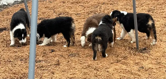 CKC Miniature American Shepherd  (Mini Aussie) - Photo 6