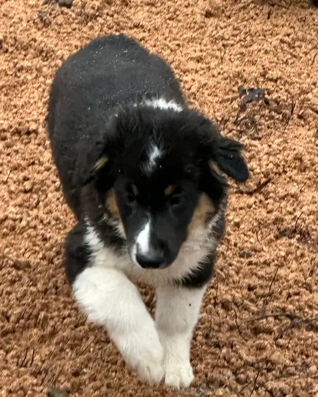 CKC Miniature American Shepherd  (Mini Aussie) - Photo 7