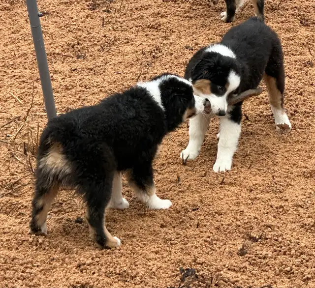 CKC Miniature American Shepherd  (Mini Aussie) - Photo 8
