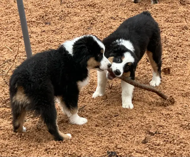 CKC Miniature American Shepherd  (Mini Aussie) - Photo 9