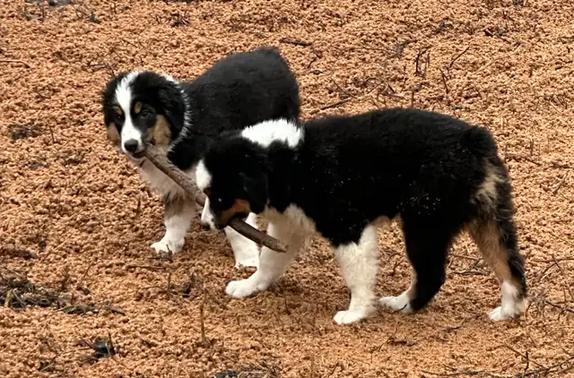 CKC Miniature American Shepherd  (Mini Aussie) - Photo 10
