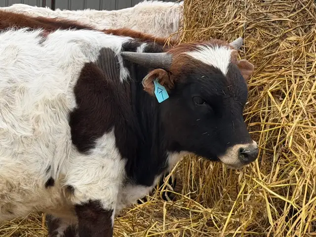 Fresh Longhorn Roping Cattle