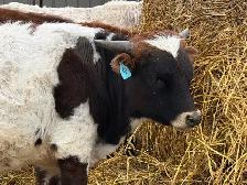 Fresh Longhorn Roping Cattle