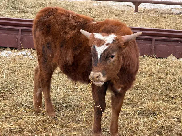 Fresh Longhorn Roping Cattle - Photo 2
