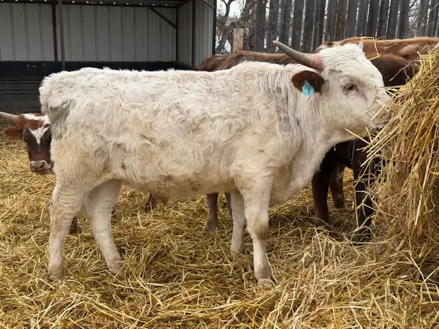Fresh Longhorn Roping Cattle - Photo 3