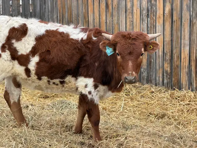 Fresh Longhorn Roping Cattle - Photo 4