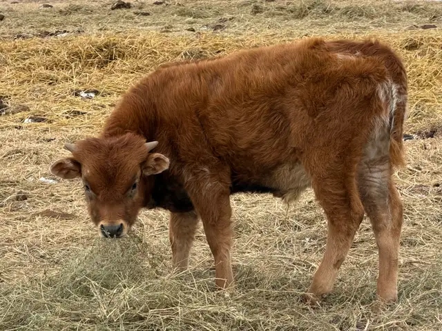 Fresh Longhorn Roping Cattle - Photo 5