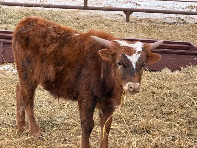 Fresh Longhorn Roping Cattle - Photo 6