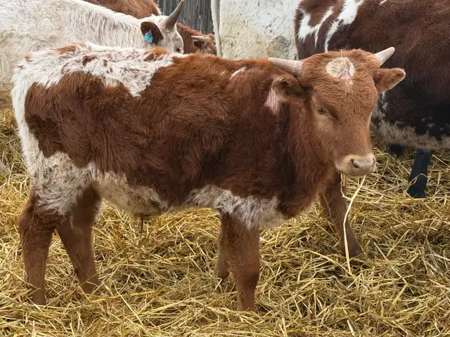 Fresh Longhorn Roping Cattle - Photo 7