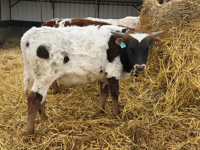Fresh Longhorn Roping Cattle - Photo 8