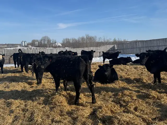 REPLACEMENT HEIFERS