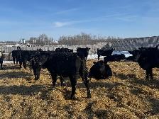 REPLACEMENT HEIFERS