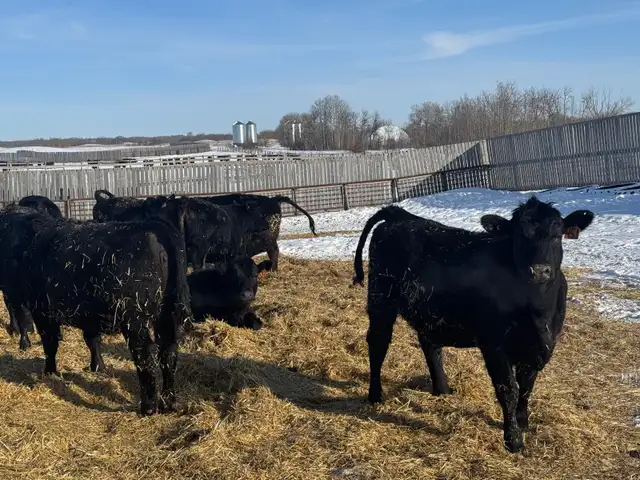 REPLACEMENT HEIFERS - Photo 2