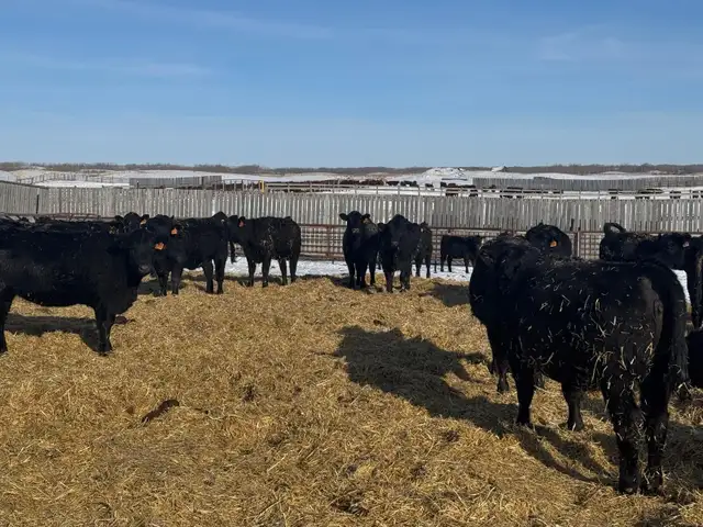 REPLACEMENT HEIFERS - Photo 3