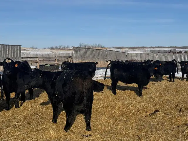 REPLACEMENT HEIFERS - Photo 4