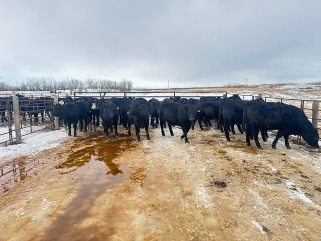 REPLACEMENT HEIFERS - Photo 6