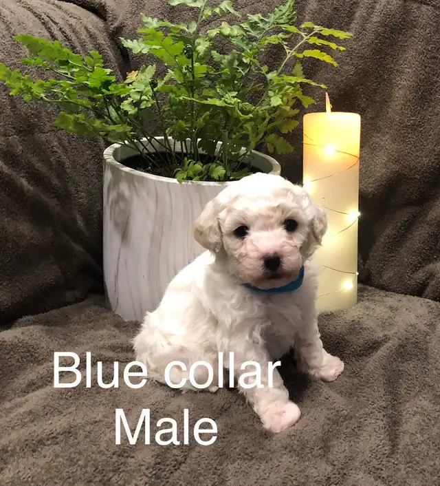 Bichon/Toy Poodle Puppies